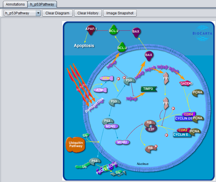 Marker Annotations Pathway bioDBNet.png