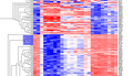 T HierarchicalClustering BC12Markers.png